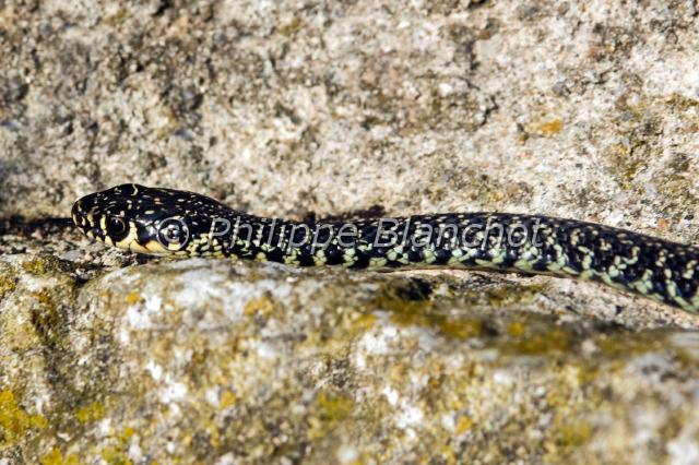 hierophis viridiflavus.JPG - Couleuvre verte et jauneDark Green SnakeHierophis (= Coluber) viridiflavusReptiles, Squamates, ColubridésCorse, France